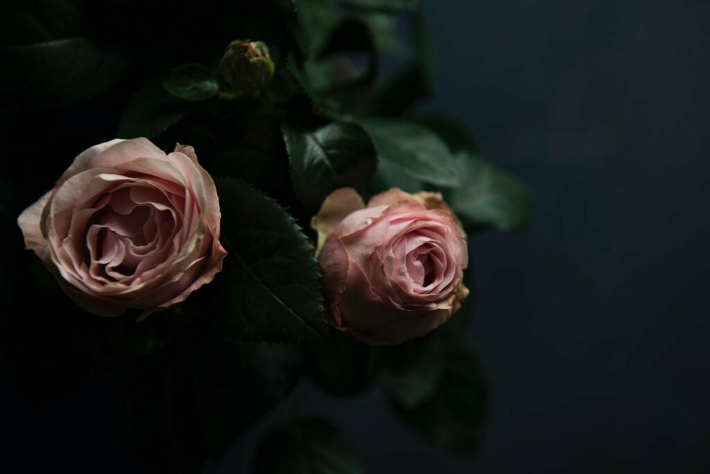 Zwei Rosen mit dunklem Hintergrund
