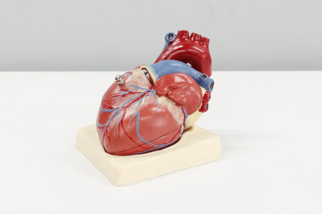 Herzmodell auf weißem Tisch