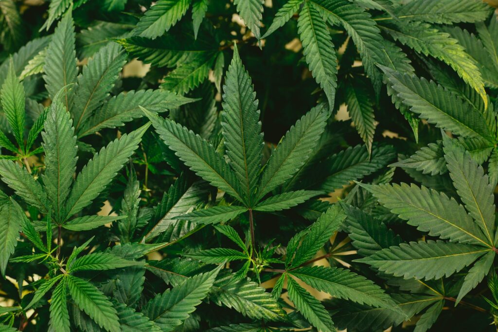 Cannabis Pflanzen Blätter