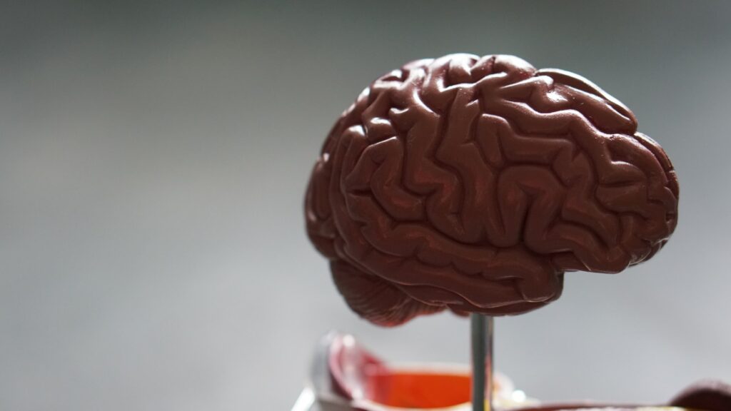 Gehirn-Modell