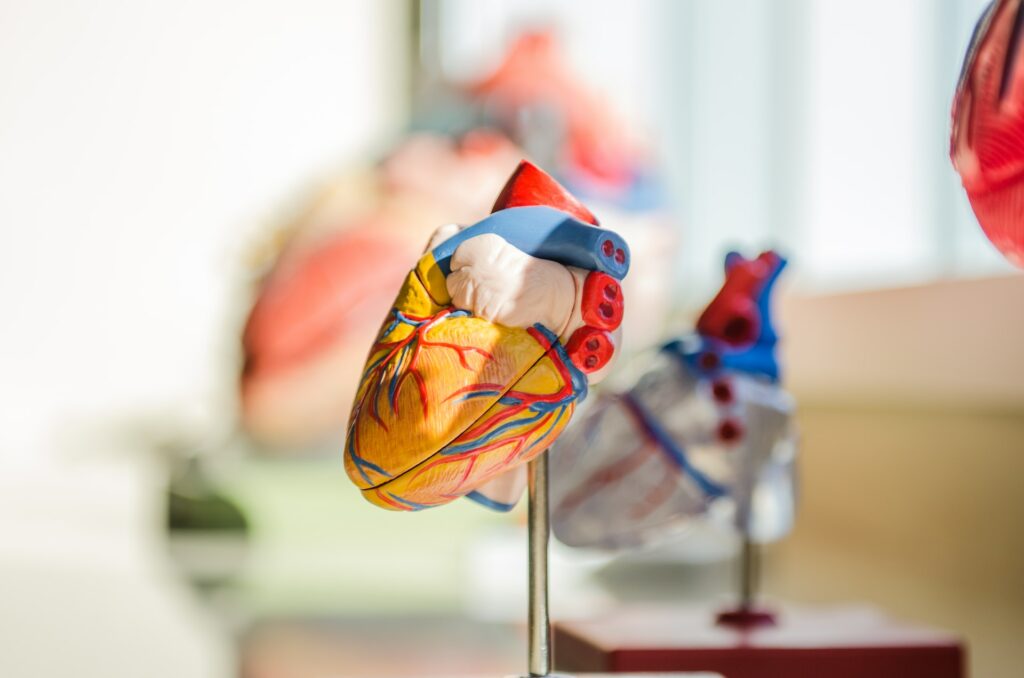 Anatomisches Herz Modell