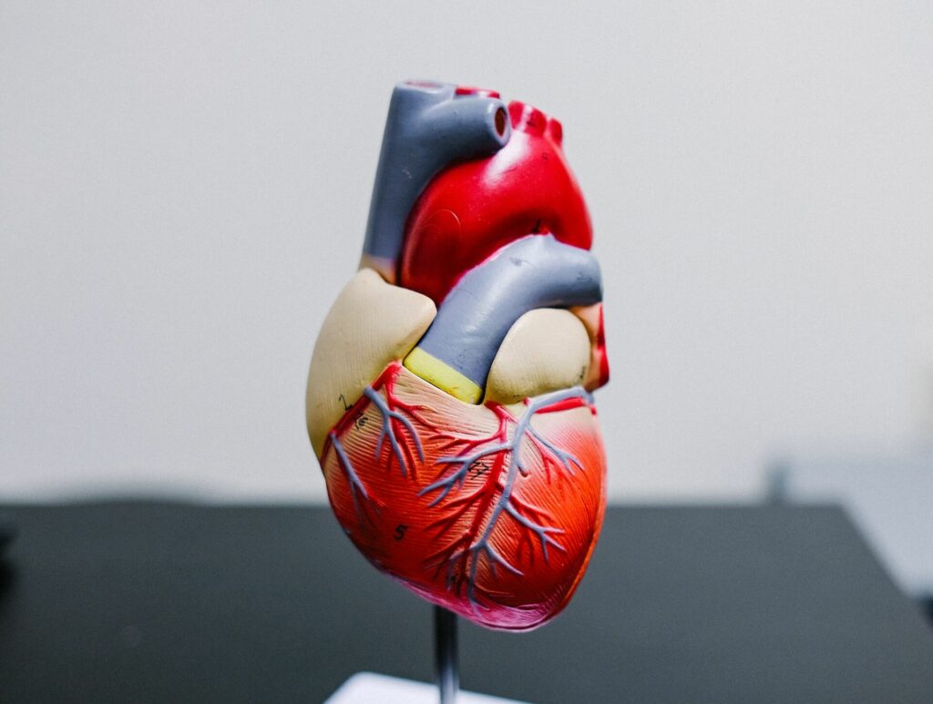 Ein Modell eines Herzens