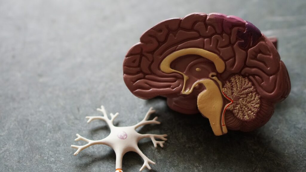 Modell eines Gehirns
