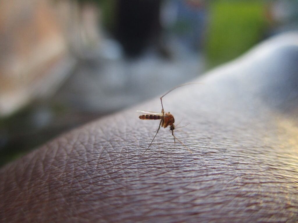 Mücke auf der Haut eines Menschen