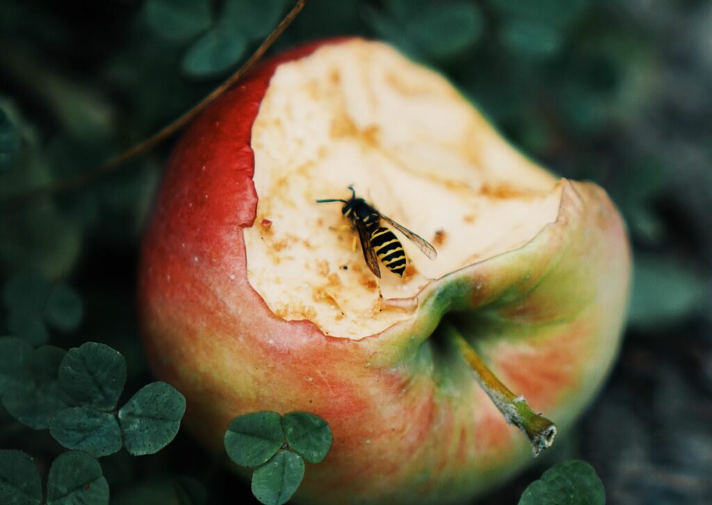 Wespe auf einem angebissenen Apfel