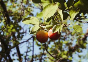 Apfel an einem Apfelbaum