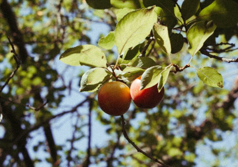Apfel an einem Apfelbaum