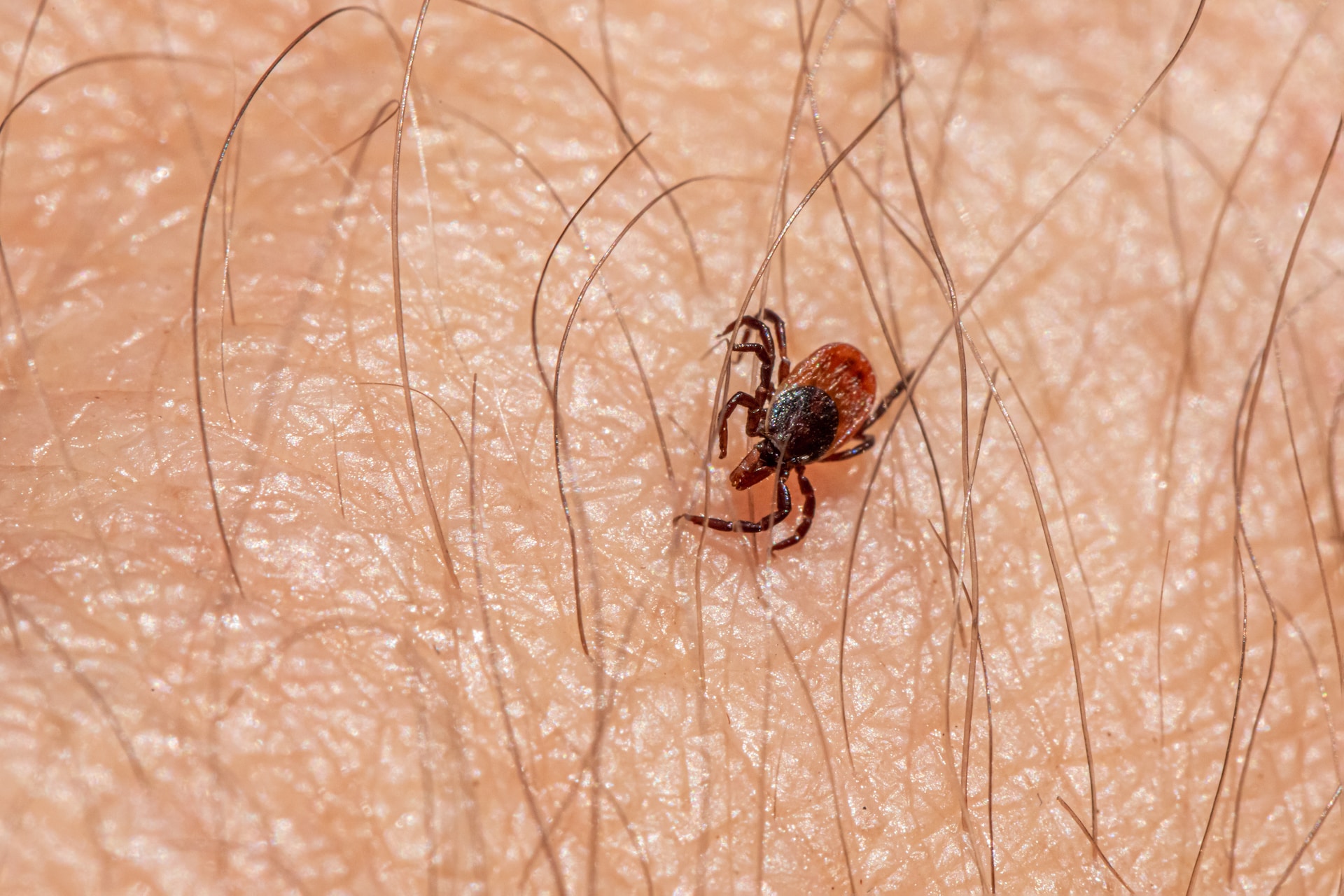 Borreliose: Symptome & Behandlung - Die Blutwerte App
