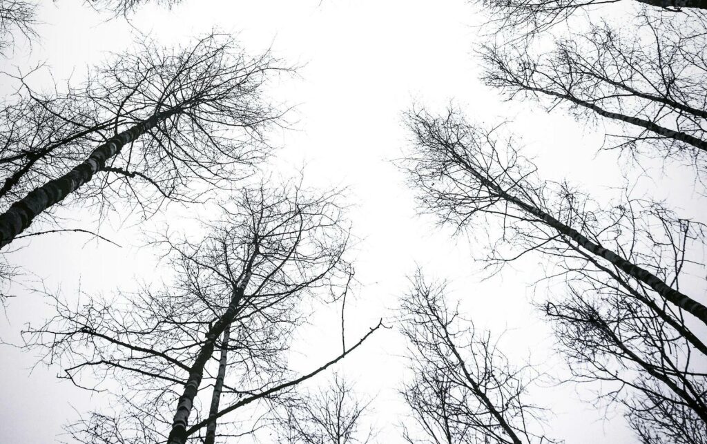 Mehrere Bäume mit grauem Himmel im Hintergrund