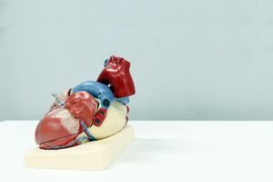 Ein Modell eines Herzens auf einer Tischplatte